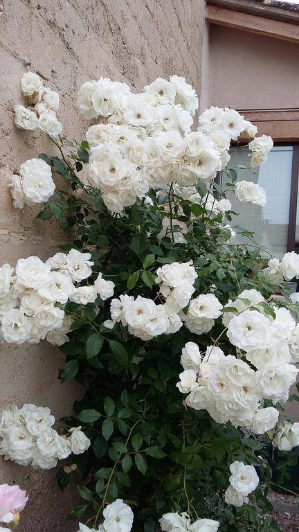 L'Oréliane en Provence Bien être Bed and Breakfast Châteauneuf-de-Gadagne Esterno foto