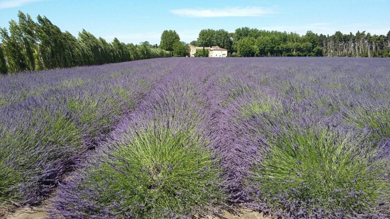 L'Oréliane en Provence Bien être Châteauneuf-de-Gadagne Esterno foto